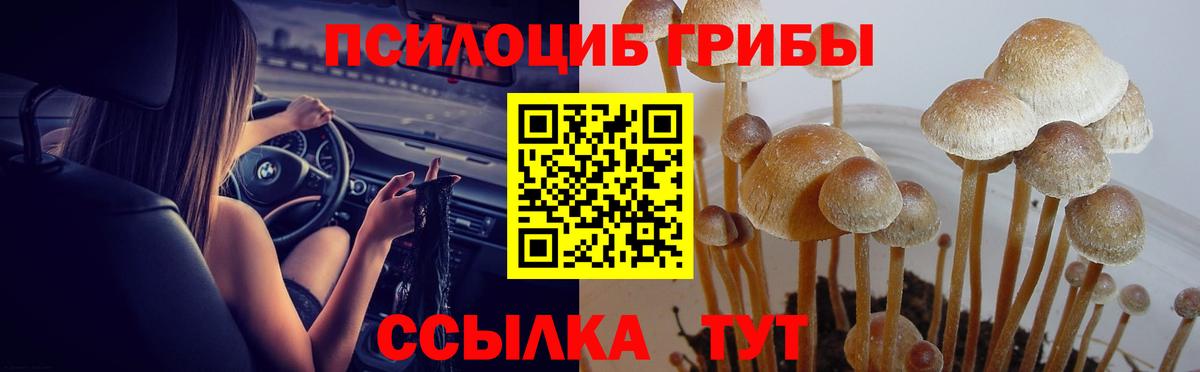 Верхняя Пышма  Псилоцибиновые грибы прущие грибы  Псилоцибиновые грибы Psilocybe  Вход с VPN 